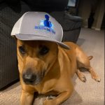 dog wearing South Metro Appliance cap