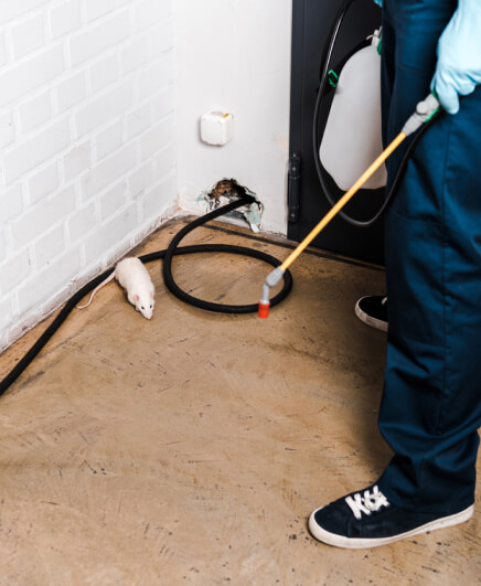 img - cropped-view-exterminator-standing-brick-wall-rat