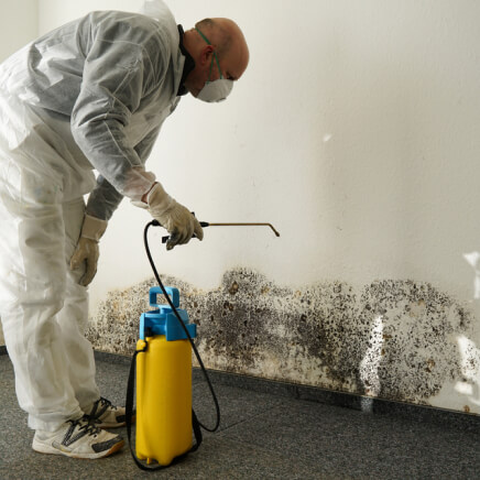 mold-in-an-apartment