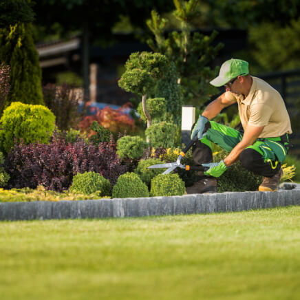 Landscape gardener trimming shrubs