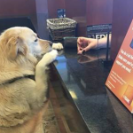 bank teller giving treats to a dog in the lobby