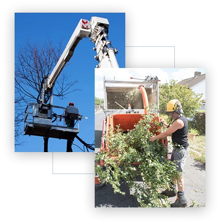 Tree Service Contractor