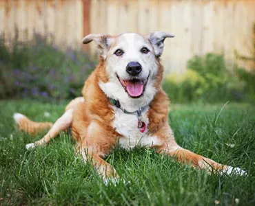 Denver Dumb Friends League